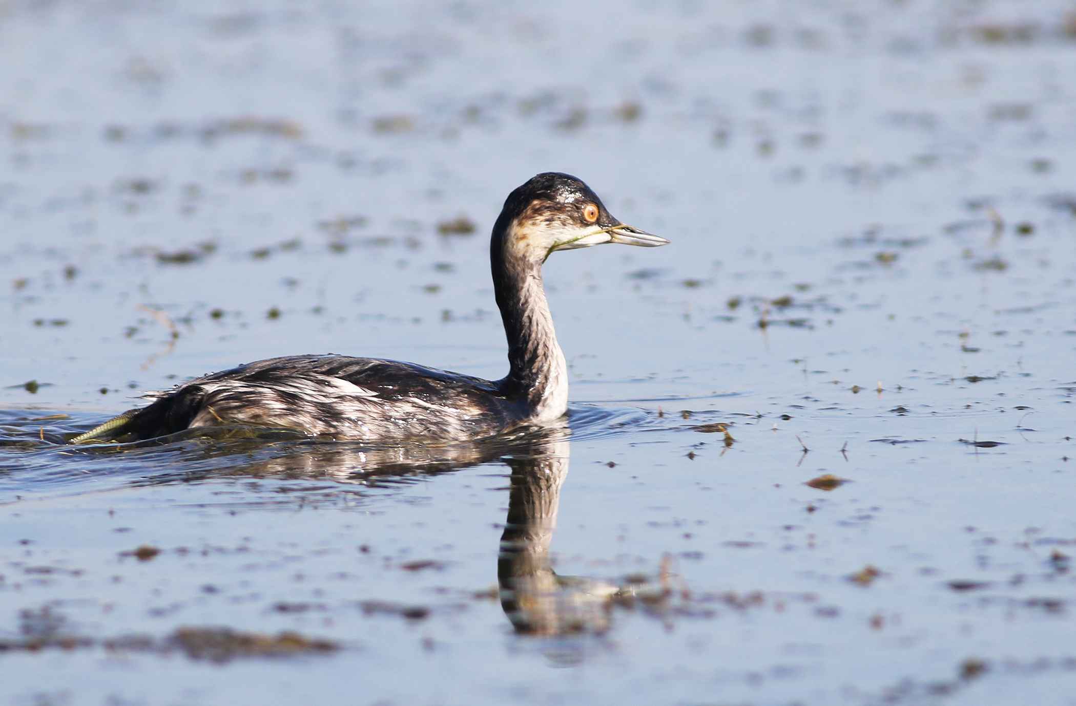 Eared Grebe